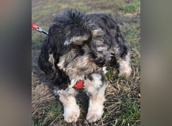 Baileys einfach nur liebenswert