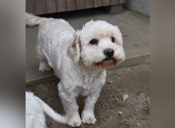 Whisky - Hahn im Korb