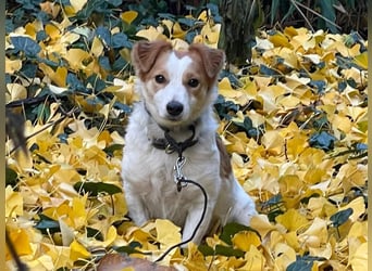 LILLY dringend Pflegestelle oder Endstelle gesucht