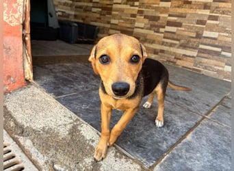 BALA Hundekind möchte nach den Sternen greifen!