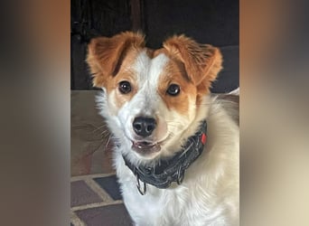 LILLY dringend Pflegestelle oder Endstelle gesucht