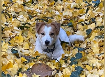 LILLY dringend Pflegestelle oder Endstelle gesucht