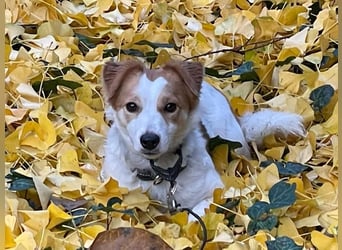 LILLY dringend Pflegestelle oder Endstelle gesucht