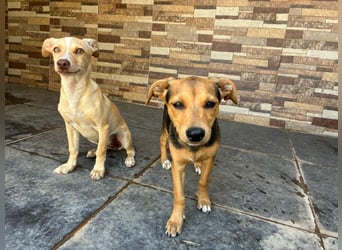 FLECHA-Hundekind möchte nach den Sternen greifen!