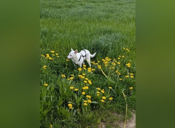 LÜTTE – Reserviert