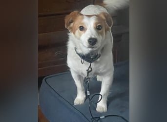 LILLY dringend Pflegestelle oder Endstelle gesucht