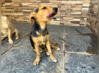 BALA Hundekind möchte nach den Sternen greifen!