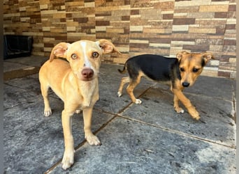 FLECHA-Hundekind möchte nach den Sternen greifen!