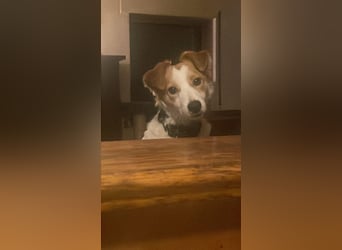 LILLY dringend Pflegestelle oder Endstelle gesucht