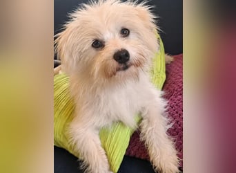 PIP der kleine Lausbub