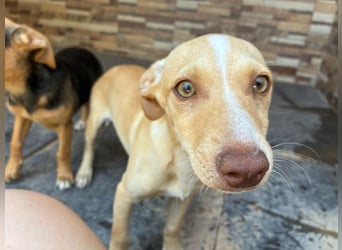 FLECHA-Hundekind möchte nach den Sternen greifen!