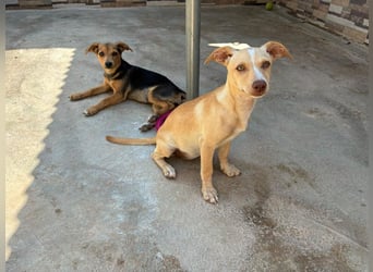 BALA Hundekind möchte nach den Sternen greifen!