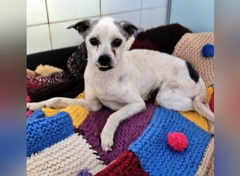 KIKO wünscht sich ein warmes Körbchen
