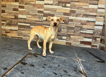 FLECHA-Hundekind möchte nach den Sternen greifen!