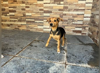 BALA Hundekind möchte nach den Sternen greifen!