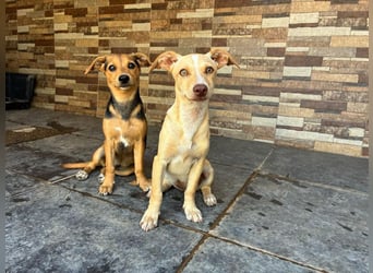 BALA Hundekind möchte nach den Sternen greifen!
