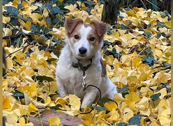 LILLY dringend Pflegestelle oder Endstelle gesucht