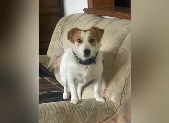 LILLY dringend Pflegestelle oder Endstelle gesucht