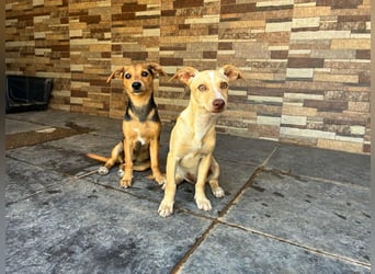 FLECHA-Hundekind möchte nach den Sternen greifen!