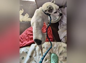 KIKO wünscht sich ein warmes Körbchen