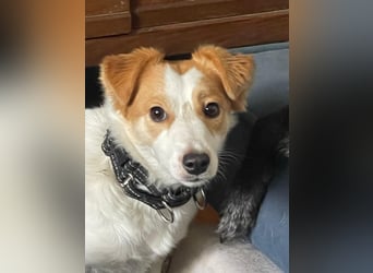 LILLY dringend Pflegestelle oder Endstelle gesucht