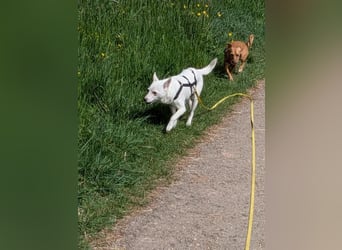 LÜTTE – Reserviert