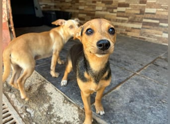 BALA Hundekind möchte nach den Sternen greifen!