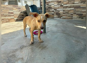 FLECHA-Hundekind möchte nach den Sternen greifen!