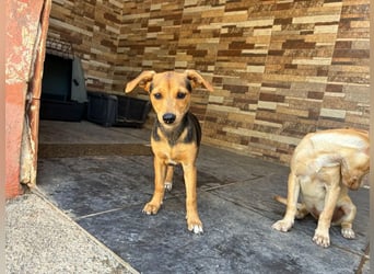 BALA Hundekind möchte nach den Sternen greifen!