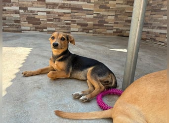BALA Hundekind möchte nach den Sternen greifen!