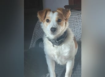 LILLY dringend Pflegestelle oder Endstelle gesucht