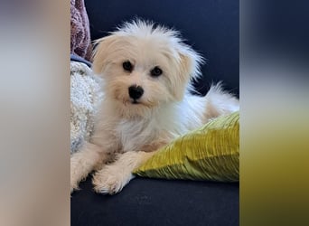 PIP der kleine Lausbub