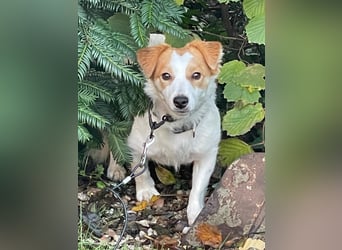 LILLY dringend Pflegestelle oder Endstelle gesucht