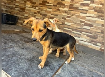 BALA Hundekind möchte nach den Sternen greifen!