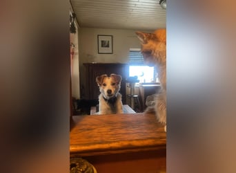 LILLY dringend Pflegestelle oder Endstelle gesucht