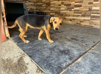 BALA Hundekind möchte nach den Sternen greifen!