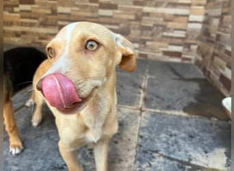 FLECHA-Hundekind möchte nach den Sternen greifen!