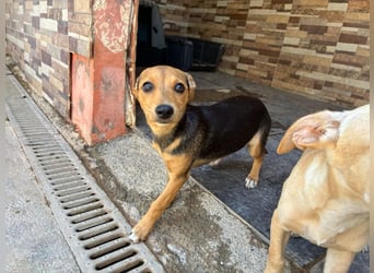 BALA Hundekind möchte nach den Sternen greifen!