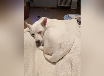 LÜTTE – Reserviert