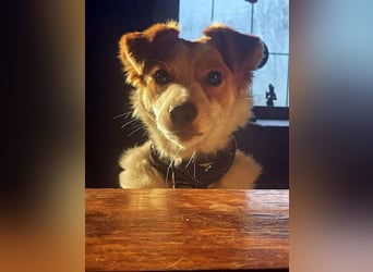 LILLY dringend Pflegestelle oder Endstelle gesucht