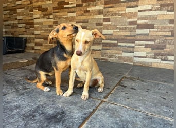 BALA Hundekind möchte nach den Sternen greifen!