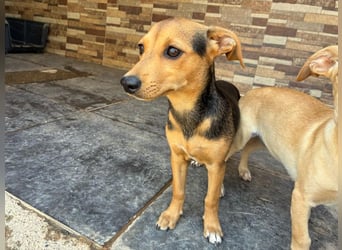 BALA Hundekind möchte nach den Sternen greifen!
