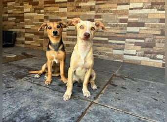 BALA Hundekind möchte nach den Sternen greifen!
