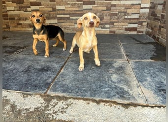 BALA Hundekind möchte nach den Sternen greifen!