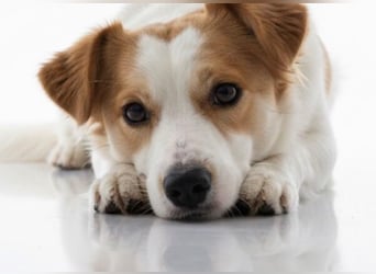 LILLY dringend Pflegestelle oder Endstelle gesucht