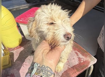 KALLE wünscht sich eine Familie