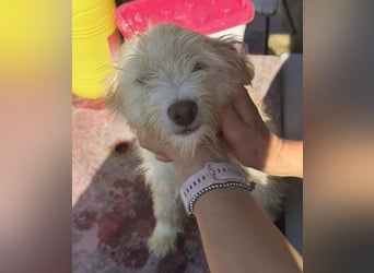 KALLE wünscht sich eine Familie