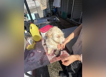 KALLE wünscht sich eine Familie