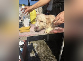 KALLE wünscht sich eine Familie