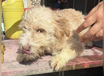 KALLE wünscht sich eine Familie